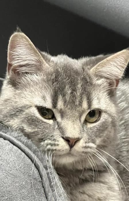 Earl Grey, male puppy Mixed Breed Cat for adoption at National Animal Welfare Trust, Watford