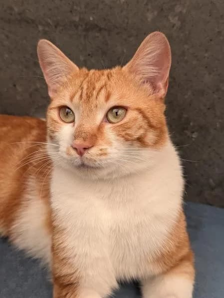 Chilli (& Pepper), male young Mixed Breed Cat for adoption at National Animal Welfare Trust, Watford