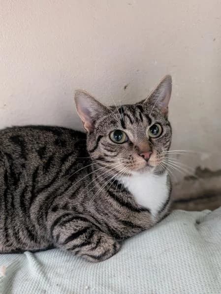 Pepper (& Chilli), female young Mixed Breed Cat for adoption at National Animal Welfare Trust, Watford