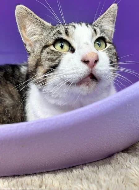 Eddie, male young Mixed Breed Cat for adoption at National Animal Welfare Trust, Watford