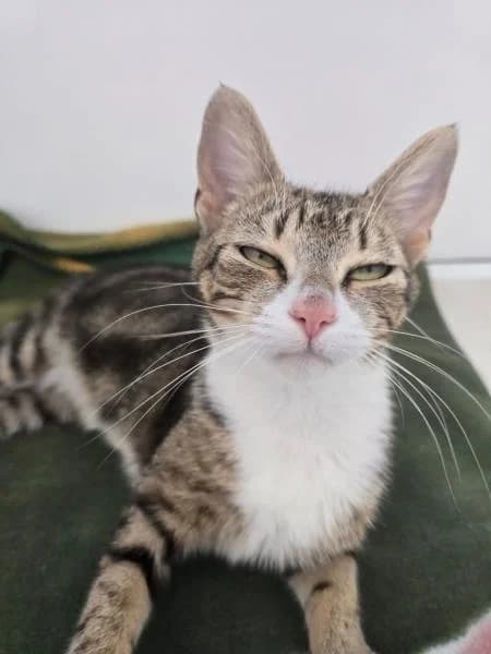 Bloom, female young Mixed Breed Cat for adoption at National Animal Welfare Trust, Watford