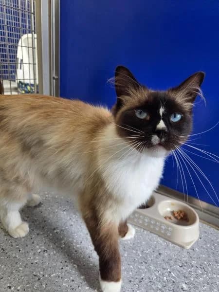 Bear, male 4yo Ragdoll for adoption at National Animal Welfare Trust, Watford
