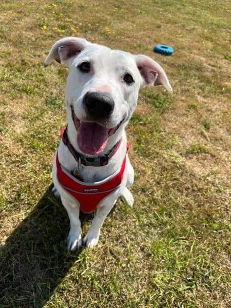 London, female young Staffordshire Bull Terrier for adoption at National Animal Welfare Trust, Watford