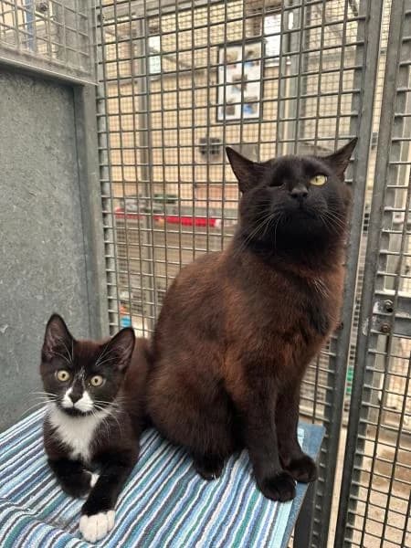 Scoop (& Sorbet), female 3yo Mixed Breed Cat for adoption at National Animal Welfare Trust, Watford