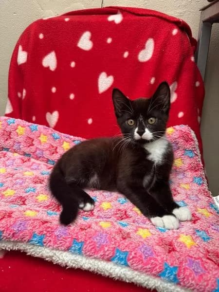 Sorbet (& Scoop), puppy Mixed Breed Cat for adoption at National Animal Welfare Trust, Watford
