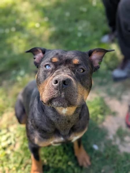 Olive, female young Rottweiler for adoption at National Animal Welfare Trust, Watford