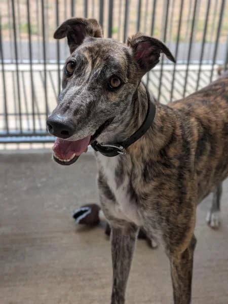 Brian, male 3yo Greyhound for adoption at National Animal Welfare Trust, Watford