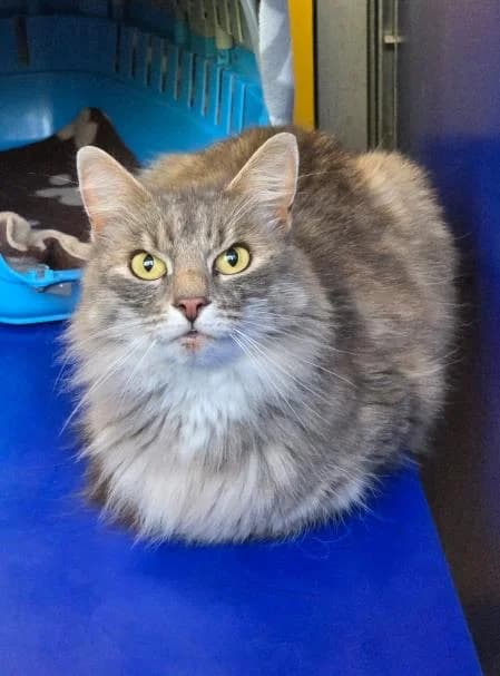Azalea, female 4yo mixed breed for adoption at National Animal Welfare Trust, Watford