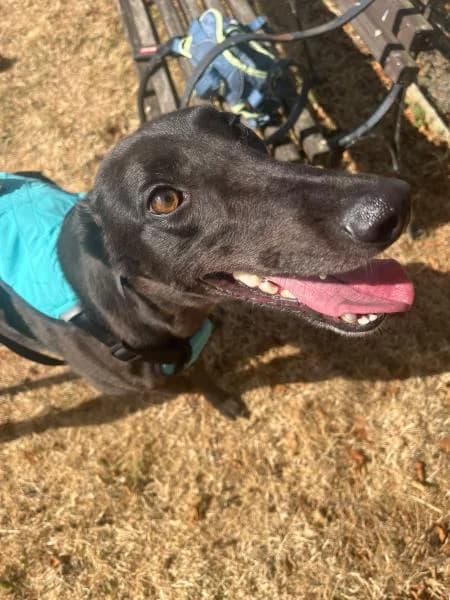 Sue, female young Greyhound for adoption at National Animal Welfare Trust, Watford