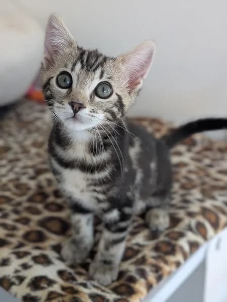 Sophie, female puppy Mixed Breed Cat for adoption at National Animal Welfare Trust, Watford