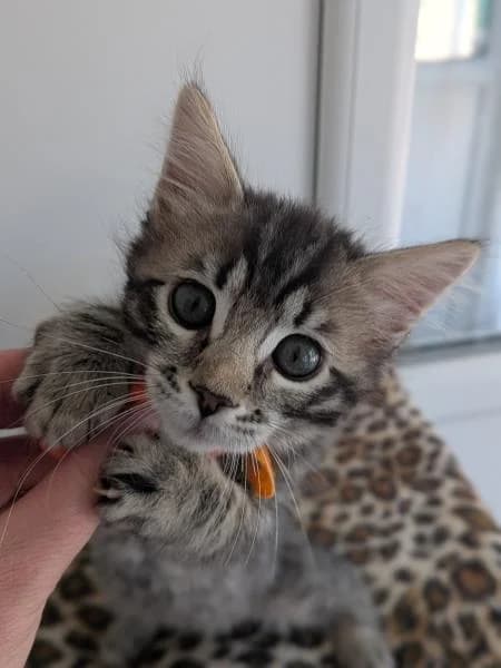 Beth, female puppy Mixed Breed Cat for adoption at National Animal Welfare Trust, Watford