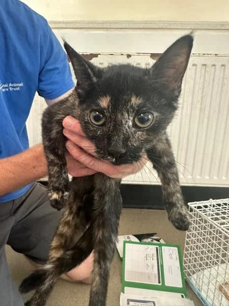 Carbon, female puppy Mixed Breed Cat for adoption at National Animal Welfare Trust, Watford