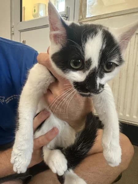 Patches, male puppy Mixed Breed Cat for adoption at National Animal Welfare Trust, Watford