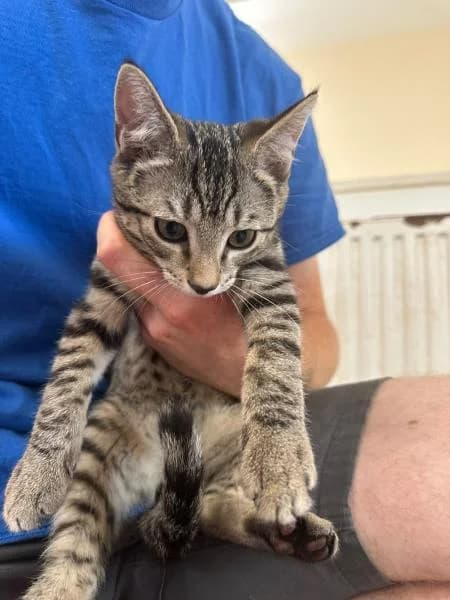 Bolt, male puppy Mixed Breed Cat for adoption at National Animal Welfare Trust, Watford