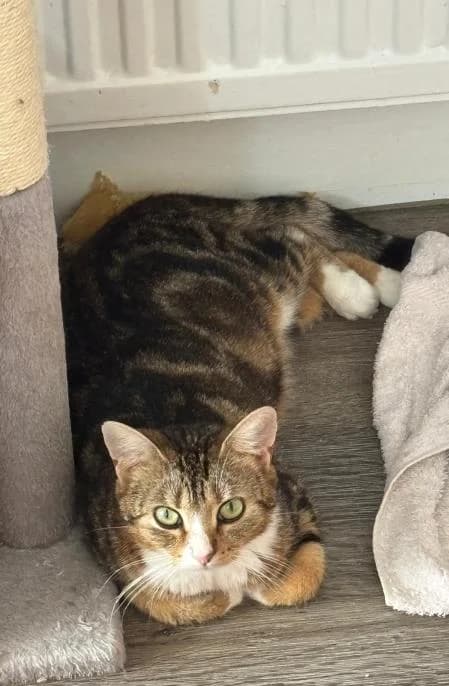 Amaretti, female young Mixed Breed Cat for adoption at National Animal Welfare Trust, Watford