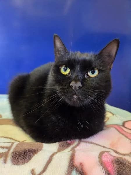 Lisa & Bart, female young Mixed Breed Cat for adoption at National Animal Welfare Trust, Watford