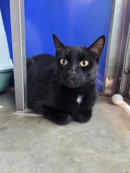 Bart & Lisa, male young Mixed Breed Cat for adoption at National Animal Welfare Trust, Watford