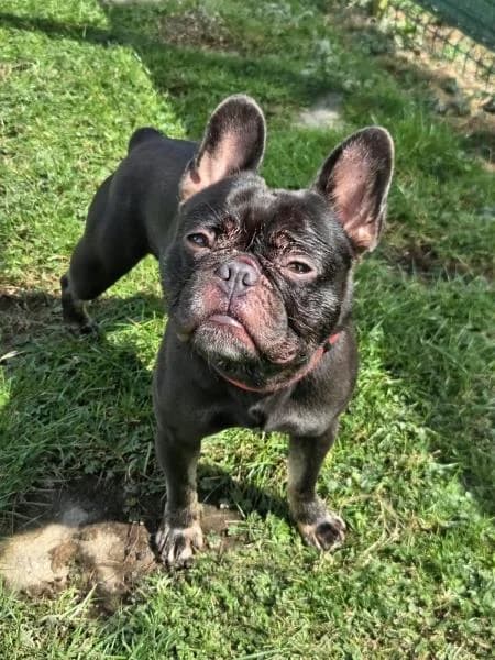 Jaq, male 4yo English Bulldog for adoption at National Animal Welfare Trust, Watford