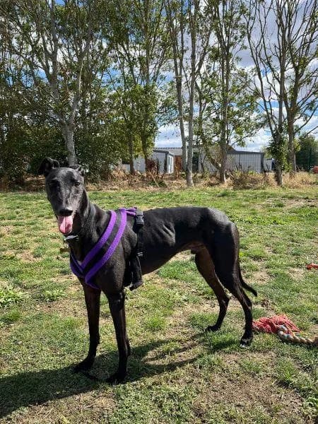 Ranger, male 6yo Greyhound for adoption at National Animal Welfare Trust, Watford