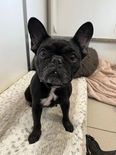Roxy, female 6yo English Bulldog for adoption at National Animal Welfare Trust, Watford