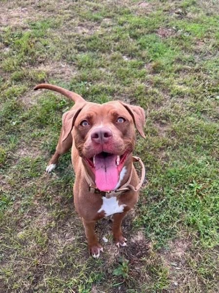 Nori, female young Staffordshire Bull Terrier for adoption at National Animal Welfare Trust, Watford