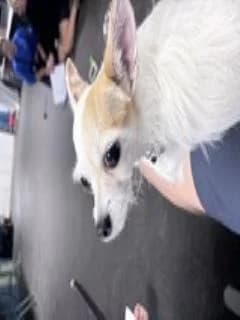 Daisy, female 4yo Chihuahua for adoption at National Animal Welfare Trust, Watford