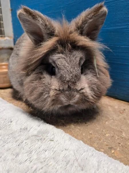 Lavender (& Bluebell), female 5yo mixed breed for adoption at National Animal Welfare Trust, Watford