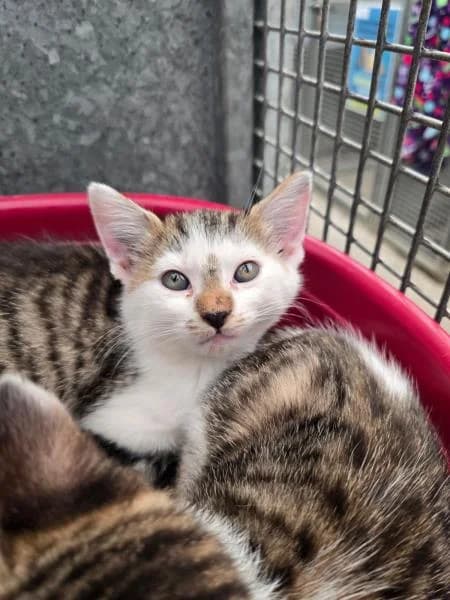 Sycamore (& Acorn), male puppy Mixed Breed Cat for adoption at National Animal Welfare Trust, Watford
