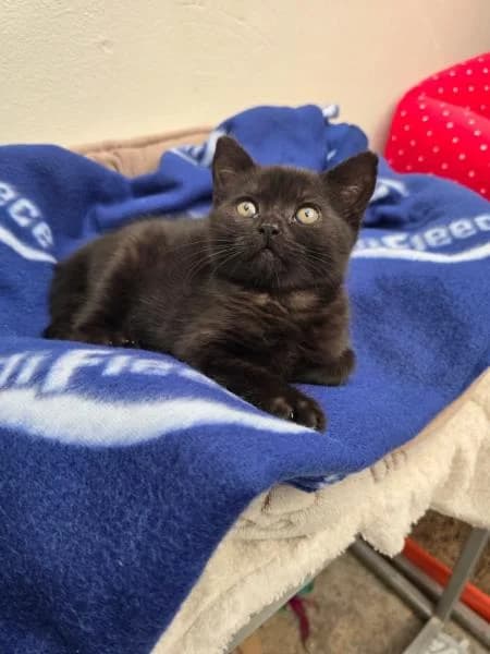 Oak (& Cedar), female puppy Mixed Breed Cat for adoption at National Animal Welfare Trust, Watford