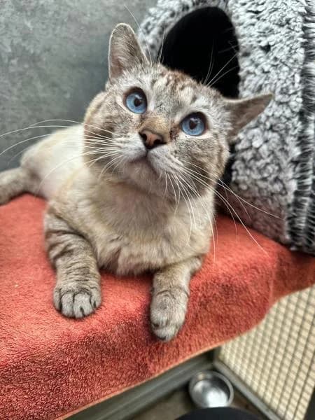 Pan, 4yo Persian for adoption at National Animal Welfare Trust, Watford