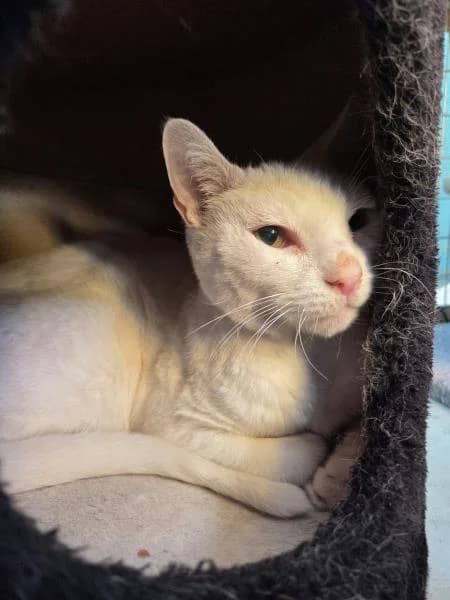 Teddy, male senior mixed breed for adoption at National Animal Welfare Trust, Watford