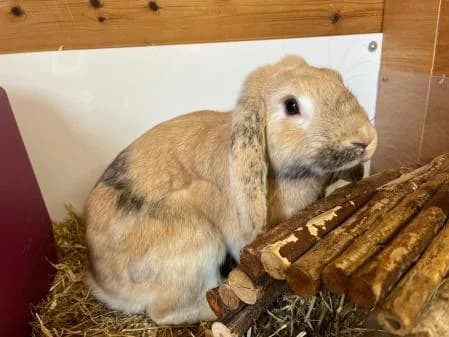 Cinabun (and Mocha), male young Mixed Breed for adoption at National Animal Welfare Trust, Watford