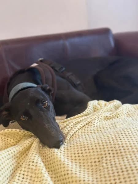 Indy, female 3yo Greyhound for adoption at National Animal Welfare Trust, Watford