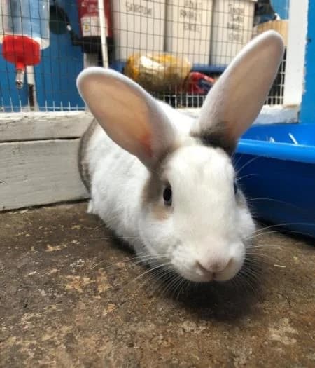 Milo, male 7yo Mixed Breed for adoption at National Animal Welfare Trust, Watford
