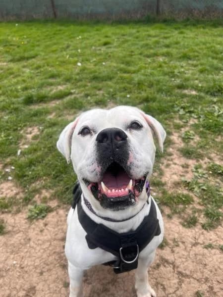 Chance, male 5yo English Bulldog for adoption at National Animal Welfare Trust, Watford