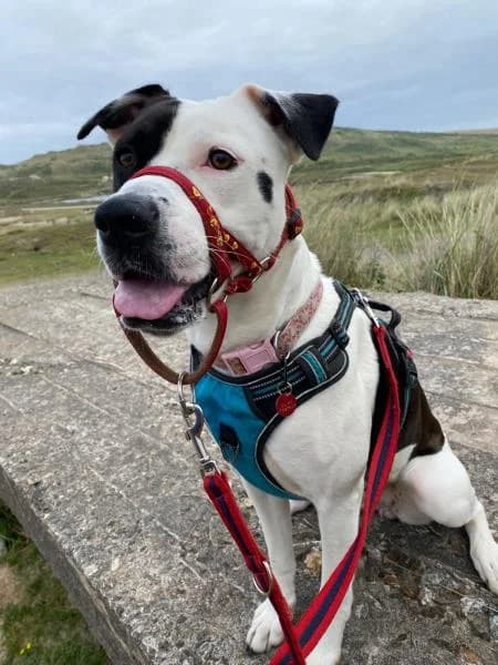Lilly, female young Mixed Breed for adoption at National Animal Welfare Trust, Watford
