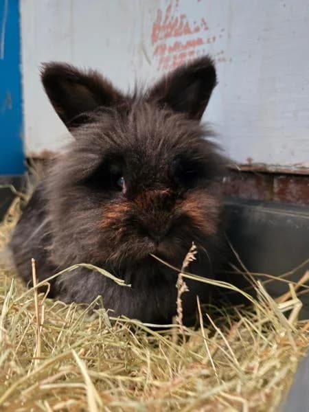 Bluebell (& Lavender), female 5yo mixed breed for adoption at National Animal Welfare Trust, Watford
