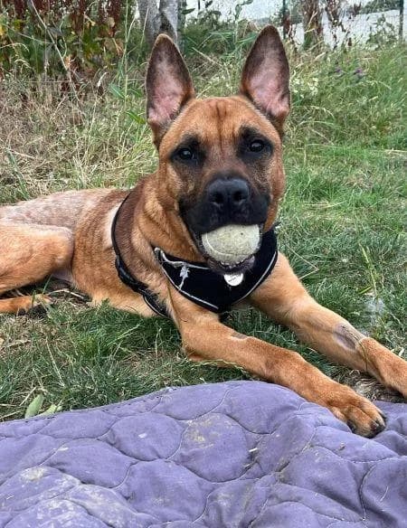 Hugo, male young mixed breed for adoption at National Animal Welfare Trust, Watford