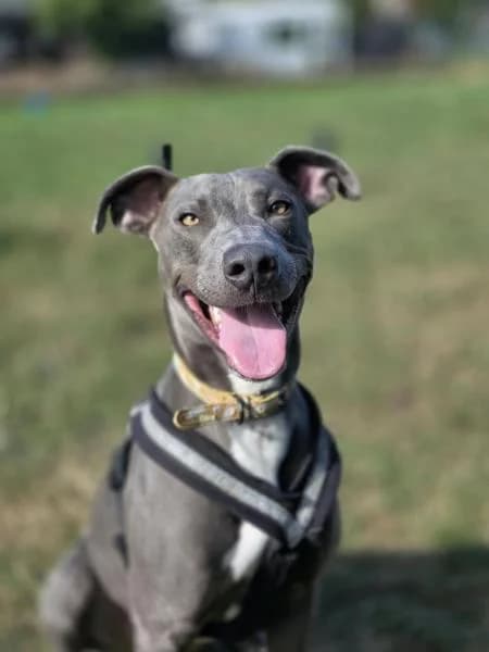 Flynn, male 3yo Lurcher for adoption at National Animal Welfare Trust, Watford