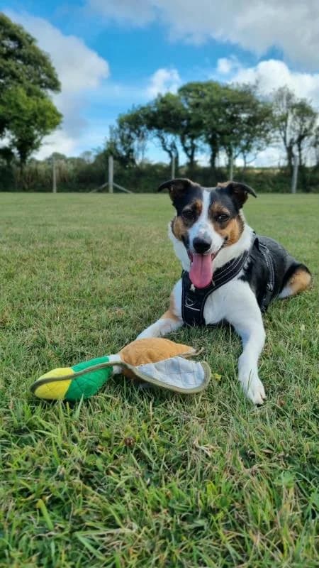 Millie, female 3yo Border Collie for adoption at National Animal Welfare Trust, Watford