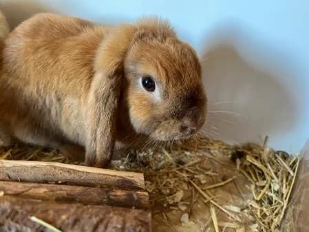 Mocha (and Cinabun), female young Mixed Breed for adoption at National Animal Welfare Trust, Watford