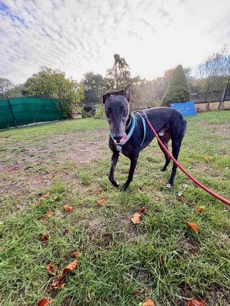 Spiffing, male 5yo Greyhound for adoption at National Animal Welfare Trust, Watford