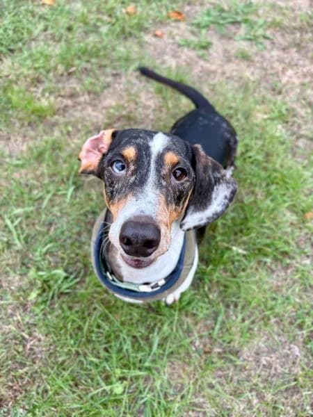 Wilbur (and Walter), male 4yo Dachshund for adoption at National Animal Welfare Trust, Watford