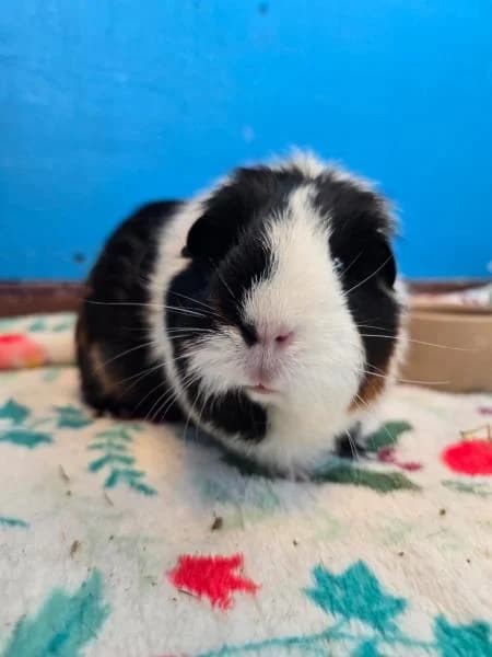 Parsley (& Thyme), female 3yo Guinea Pig for adoption at National Animal Welfare Trust, Watford