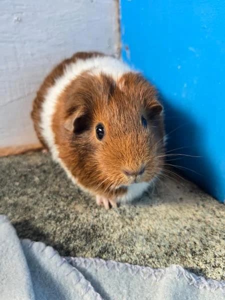 Thyme (& Parsley), female 3yo Guinea Pig for adoption at National Animal Welfare Trust, Watford
