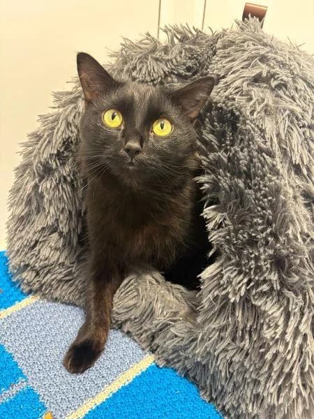 Ozzy, male young mixed breed for adoption at National Animal Welfare Trust, Watford