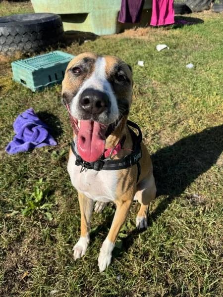 Autumn, female young Mixed Breed for adoption at National Animal Welfare Trust, Watford