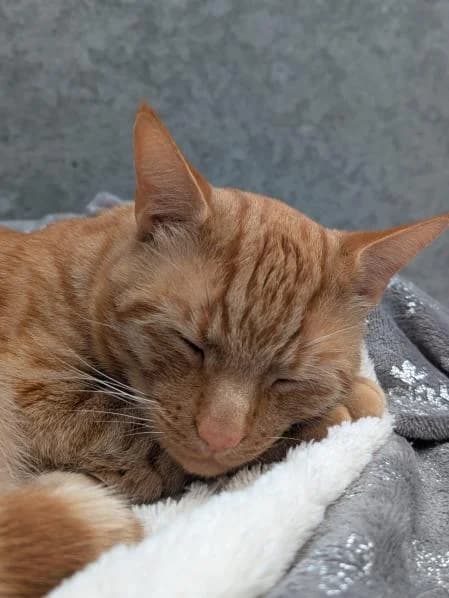 Leon, 3yo Mixed Breed for adoption at National Animal Welfare Trust, Watford