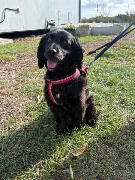 Bella, female senior Cocker Spaniel for adoption at National Animal Welfare Trust, Watford