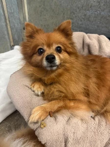 Maude, female senior Pomeranian for adoption at National Animal Welfare Trust, Watford